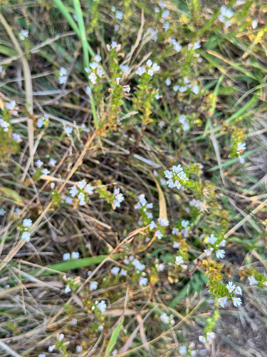 Common Eyebright