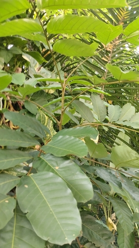 Nephelium lappaceum observed 2026-09-17