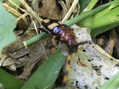 Dendrobias mandibularis