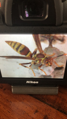 Polistes exclamans
