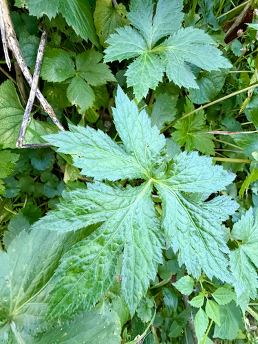 Cryptotaenia canadensis, photograph 2