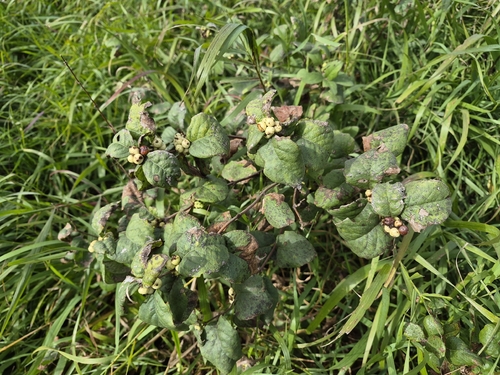 Western Snowberry