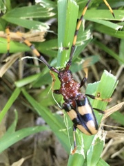 Dendrobias mandibularis