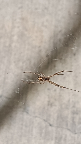 Brown Widow