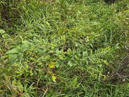 western false gromwell