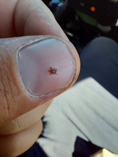 Kangaroo Tick