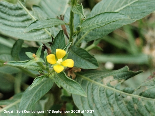 Ludwigia hyssopifolia observed 2026-09-17