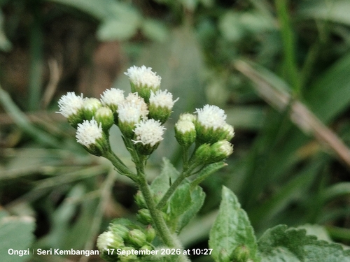 Ageratum conyzoides, photograph 1