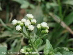 Ageratum conyzoides, photograph (c) Ong Jyh Seng, some rights reserved (CC BY)