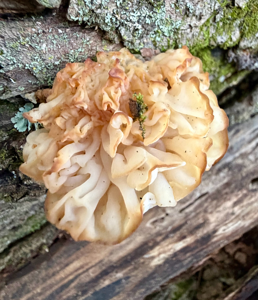 white jelly fungus · September 2026 · photo: Photo: (c) sofi v, some rights reserved (CC BY) · iNaturalist