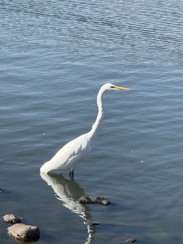Great Egret
