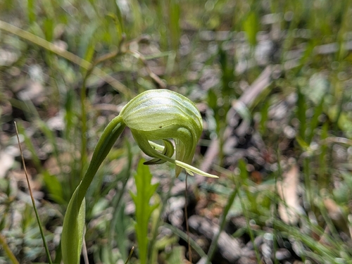 Nodding Greenhood