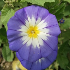 Convolvulus tricolor
