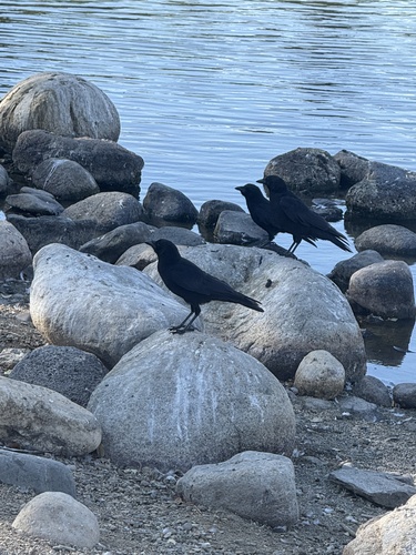 American Crow