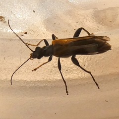 Oedemera simplex