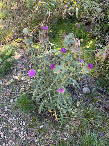 Bull Thistle