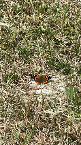 Indian Red Admiral