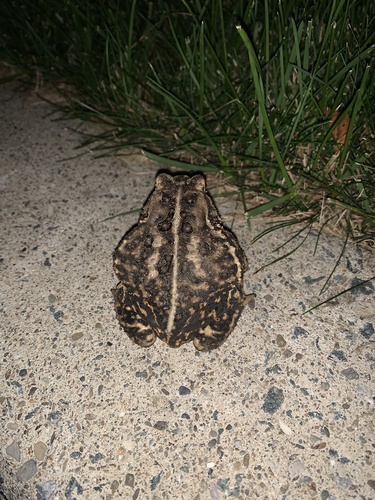 American Toad