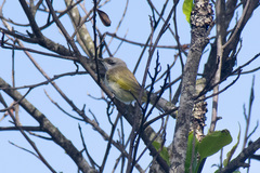 Lichmera indistincta limbata