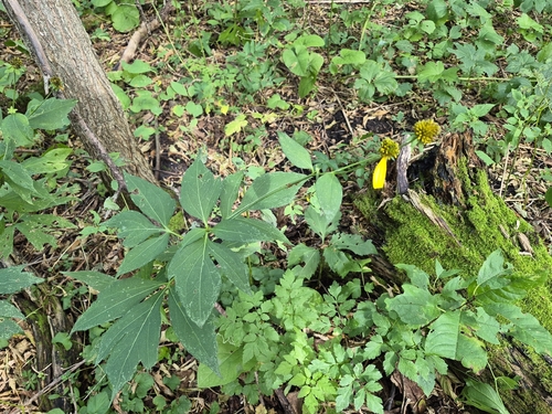 cutleaf coneflower