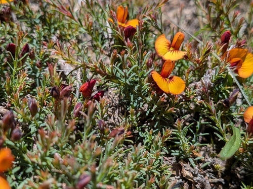 common eutaxia