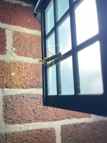 Carolina Mantis