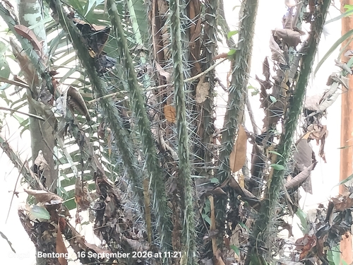 Calamus melanochaetes observed 2026-09-16