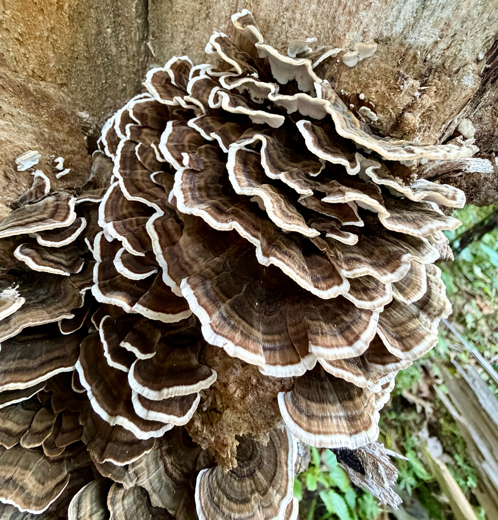 turkey-tail · September 2026 · photo: Photo: (c) sofi v, some rights reserved (CC BY) · iNaturalist