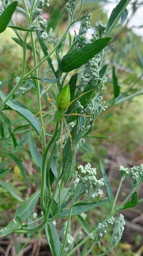 Green Lynx Spider
