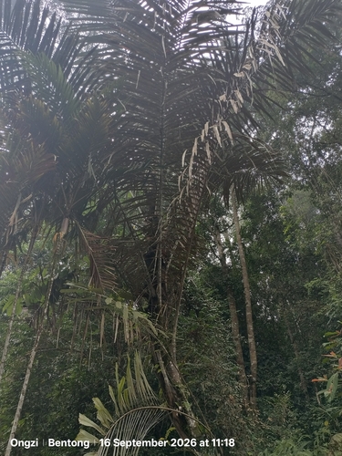 Arenga pinnata