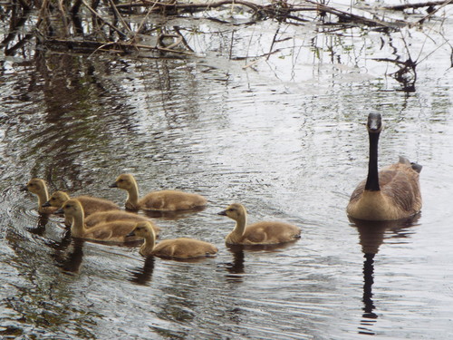 Canada Goose photographed in Massachusetts