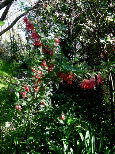 Clianthus puniceus observed 2026-09-13