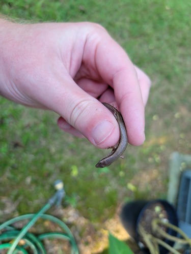 Little Brown Skink
