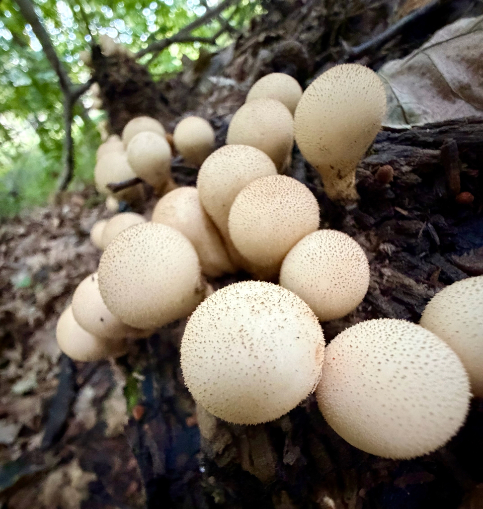 Pear-shaped Puffball · September 2026 · photo: Photo: (c) sofi v, some rights reserved (CC BY) · iNaturalist