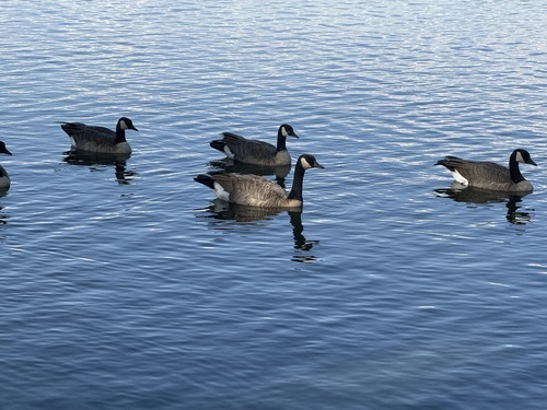Canada Goose