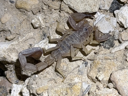 Thick-handed Scorpion