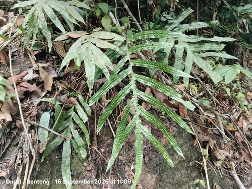 Microsorum membranifolium observed 2026-09-16