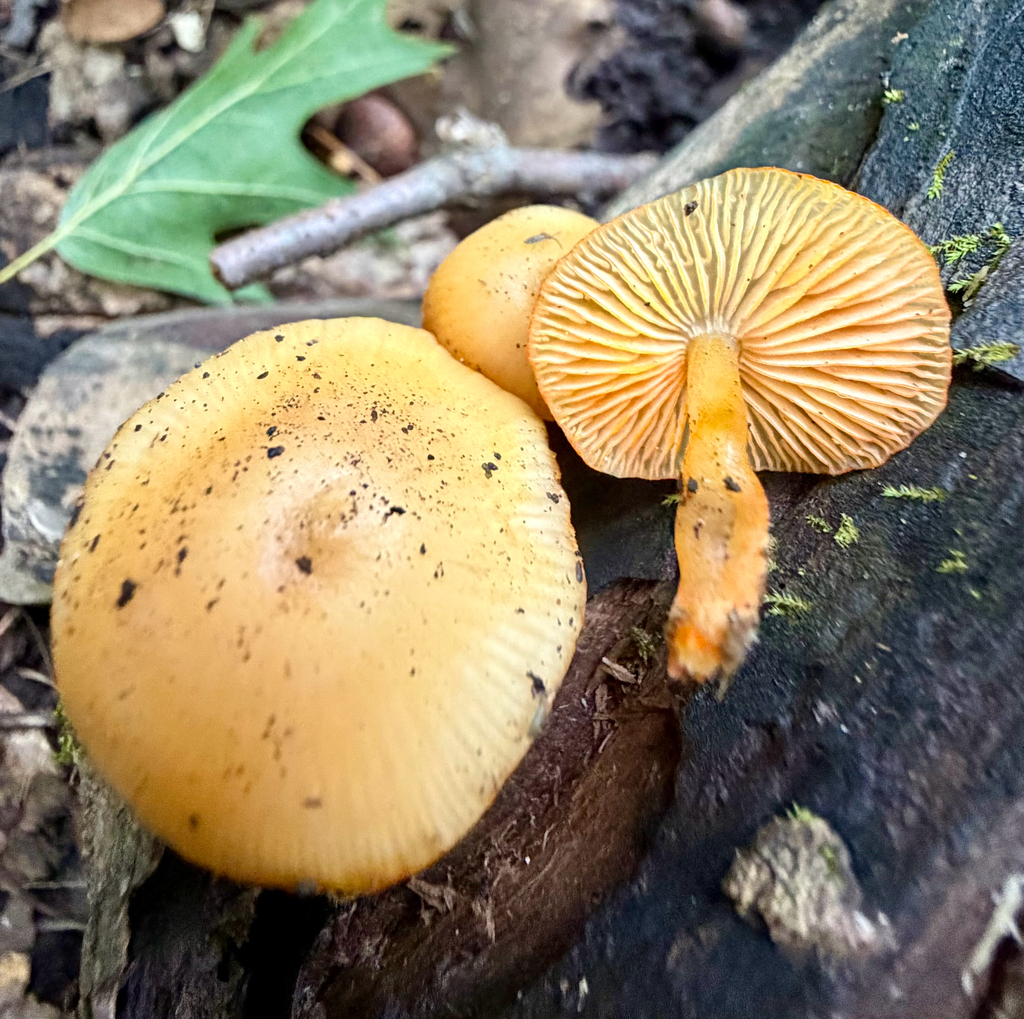 orange mycena · September 2026 · photo: Photo: (c) sofi v, some rights reserved (CC BY) · iNaturalist