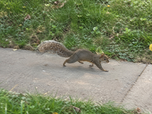 Eastern Gray Squirrel
