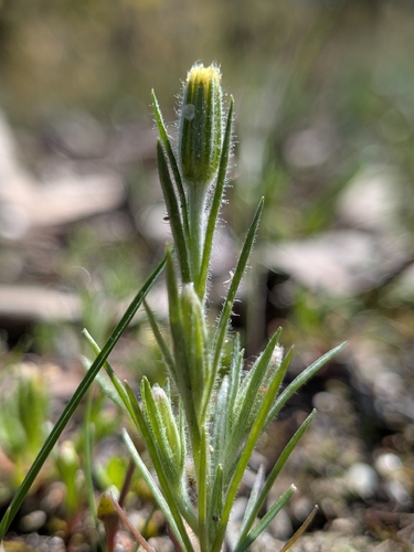 Soft Millotia