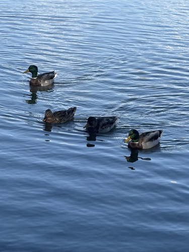 Mallard