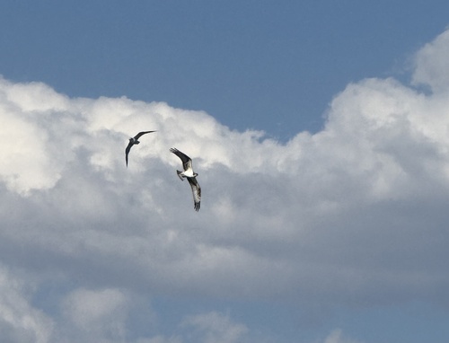 Osprey