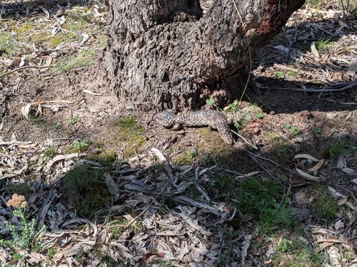 Shingleback