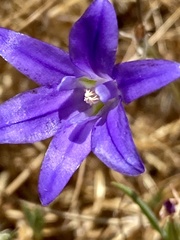 Brodiaea terrestris kernensis