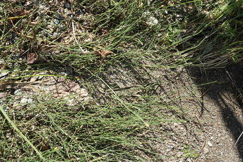 Equisetum variegatum, photograph 5
