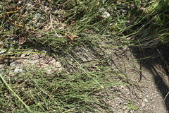 Equisetum variegatum, photograph (c) Oleg Kosterin, some rights reserved (CC BY)