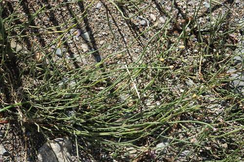 Equisetum variegatum, photograph 4