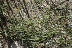 Equisetum variegatum, photograph (c) Oleg Kosterin, some rights reserved (CC BY)