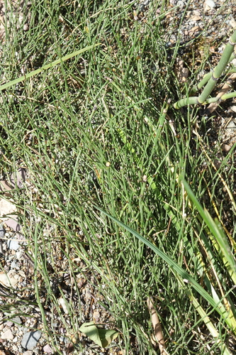 Equisetum variegatum, photograph 6