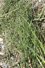Equisetum variegatum, photograph (c) Oleg Kosterin, some rights reserved (CC BY)